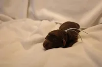 Cupcake - Pale Blue Collar, a female Goldendoodle for sale in Seattle, WA – Photo 1 of 3