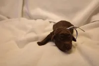 Cupcake - Pale Blue Collar, a female Goldendoodle for sale in Seattle, WA – Photo 2 of 3