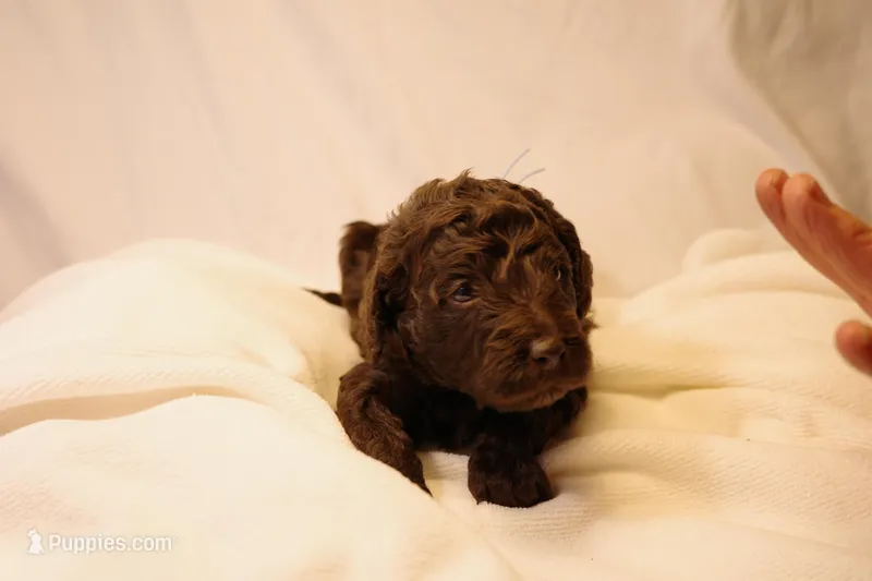 Cupcake - Pale Blue Collar – Goldendoodle puppy for sale in Seattle, WA