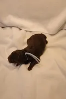 Cupcake - Pale Blue Collar, a female Goldendoodle for sale in Seattle, WA – Photo 3 of 3