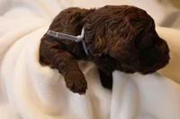 Cupcake - Pale Blue Collar, a female Goldendoodle for sale in Seattle, WA – Photo 6 of 8