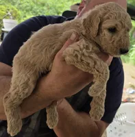 Light Purple collar, a female Goldendoodle and Miniature Goldendoodle for sale in Battle Ground, WA – 5 of 6