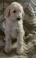 Blue collar , a male Goldendoodle and Miniature Goldendoodle for sale in Battle Ground, WA – 4 of 6