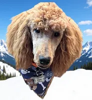 Female #2, a  Goldendoodle for sale in Battle Ground, WA – 2 of 5