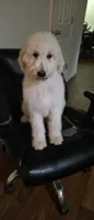 Blue collar , a male Goldendoodle and Miniature Goldendoodle for sale in Battle Ground, WA – 2 of 5