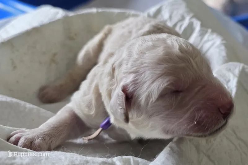 Pink-purple Collar – Goldendoodle, Miniature Goldendoodle puppy for sale in Battle Ground, WA