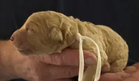 White collar girl, a female Goldendoodle and Miniature Goldendoodle for sale in Battle Ground, WA – 2 of 4