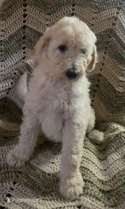 Blue collar  – Goldendoodle, Miniature Goldendoodle puppy for sale in Battle Ground, WA