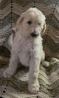 Blue collar , a male Goldendoodle and Miniature Goldendoodle for sale in Battle Ground, WA – 1 of 6