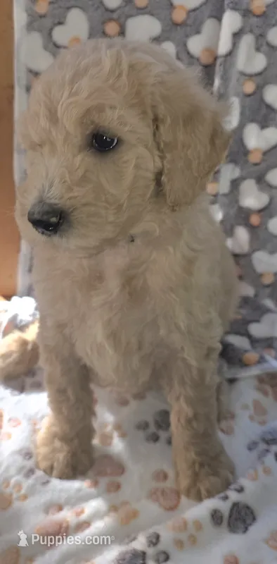 Light purple Collar – Goldendoodle, Miniature Goldendoodle puppy for sale in Battle Ground, WA