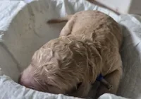 Light blue and blue collar, a male Goldendoodle and Miniature Goldendoodle for sale in Battle Ground, WA – 2 of 5