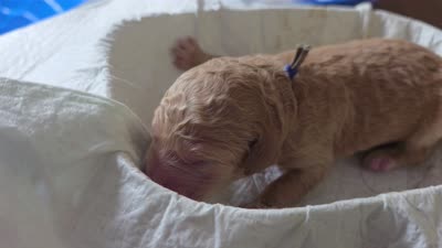 Light blue and blue collar, a male Goldendoodle and Miniature Goldendoodle for sale in Battle Ground, WA – 5 of 5