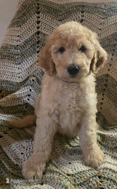 Brown Collar boy – Goldendoodle, Miniature Goldendoodle puppy for sale in Battle Ground, WA