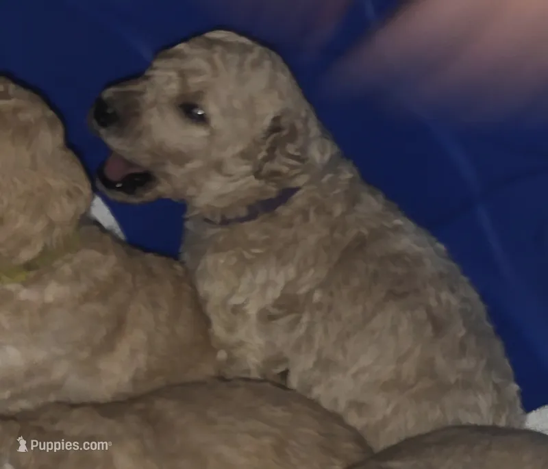 Purple collar – Goldendoodle, Miniature Goldendoodle puppy for sale in Battle Ground, WA