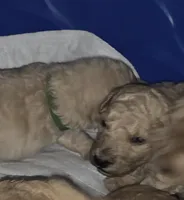 Green collar, a male Goldendoodle and Miniature Goldendoodle for sale in Battle Ground, WA – 2 of 2