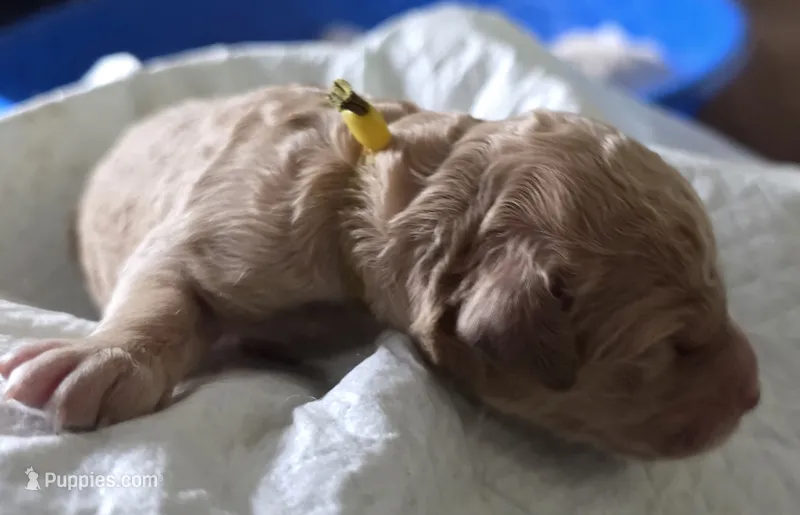 Yellow collar, a male Goldendoodle and Miniature Goldendoodle for sale in Battle Ground, WA – 1 of 4
