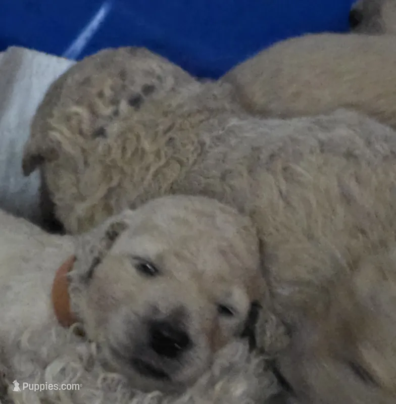 Orange collar – Goldendoodle, Miniature Goldendoodle puppy for sale in Battle Ground, WA