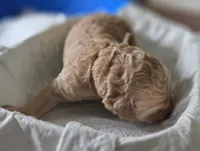 Light blue and blue collar, a male Goldendoodle and Miniature Goldendoodle for sale in Battle Ground, WA – 4 of 5