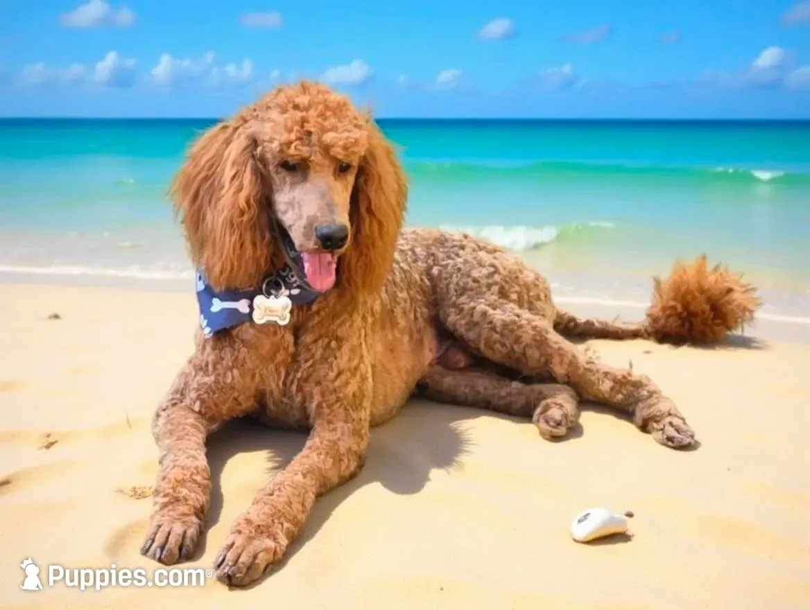 Pink-purple Collar, a female Goldendoodle and Miniature Goldendoodle for sale in Battle Ground, WA – 2 of 7