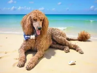 Female #2, a  Goldendoodle for sale in Battle Ground, WA – 1 of 5