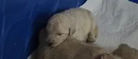 Light purple Collar, a female Goldendoodle and Miniature Goldendoodle for sale in Battle Ground, WA – 4 of 7
