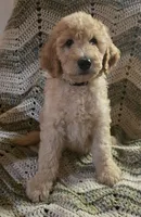 Yellow collar, a male Goldendoodle and Miniature Goldendoodle for sale in Battle Ground, WA – 3 of 5