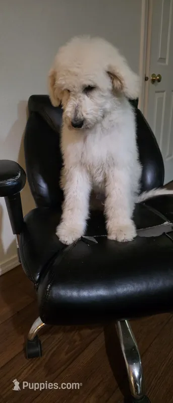Blue collar  – Goldendoodle, Miniature Goldendoodle puppy for sale in Battle Ground, WA