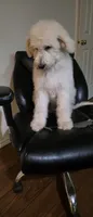 Blue collar , a male Goldendoodle and Miniature Goldendoodle for sale in Battle Ground, WA – 1 of 5