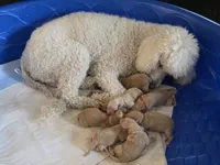 Female #2, a  Goldendoodle for sale in Battle Ground, WA – 5 of 5