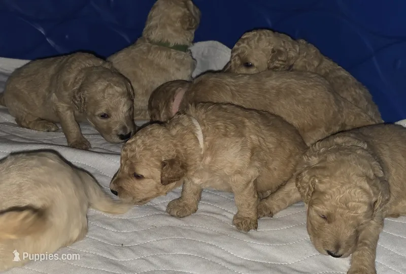 White collar girl – Goldendoodle, Miniature Goldendoodle puppy for sale in Battle Ground, WA