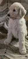 Blue collar , a male Goldendoodle and Miniature Goldendoodle for sale in Battle Ground, WA – 3 of 6