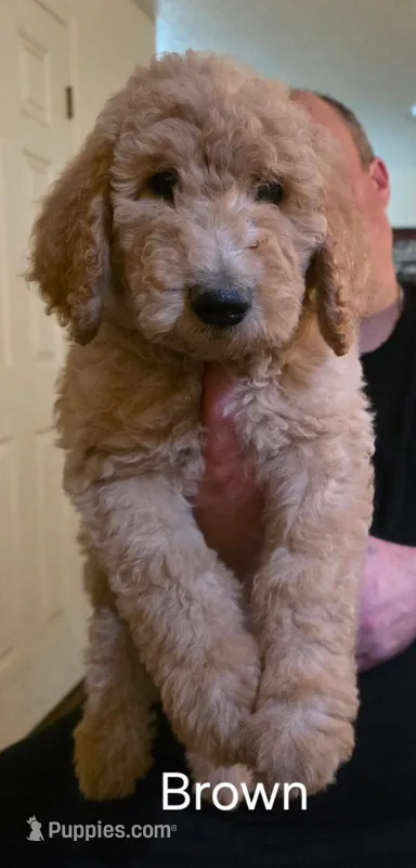 Brown Collar boy – Goldendoodle, Miniature Goldendoodle puppy for sale in Battle Ground, WA