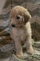 Yellow collar, a male Goldendoodle and Miniature Goldendoodle for sale in Battle Ground, WA – 2 of 5