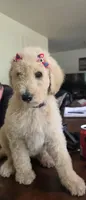 Light Purple collar, a female Goldendoodle and Miniature Goldendoodle for sale in Battle Ground, WA – 3 of 6