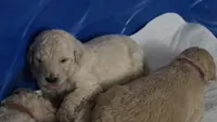 Light purple Collar, a female Goldendoodle and Miniature Goldendoodle for sale in Battle Ground, WA – 3 of 7
