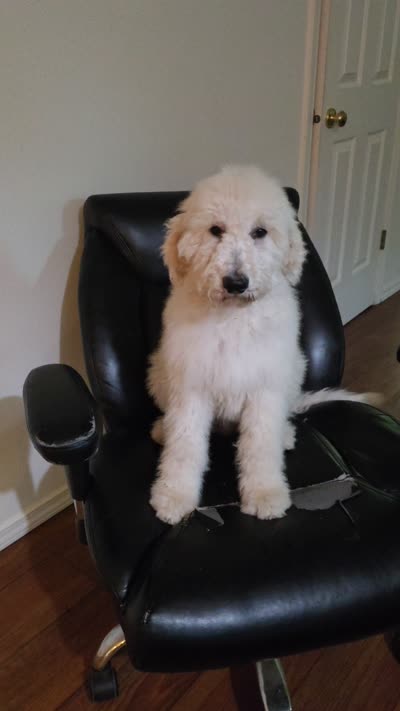Blue collar , a male Goldendoodle and Miniature Goldendoodle for sale in Battle Ground, WA – 5 of 5