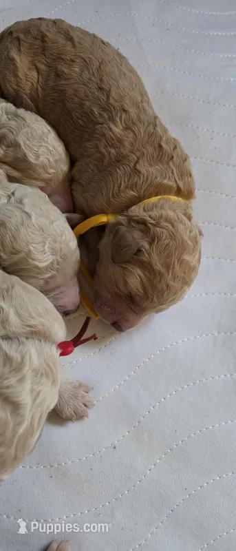 Yellow collar – Goldendoodle, Miniature Goldendoodle puppy for sale in Battle Ground, WA