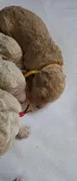 Yellow collar, a male Goldendoodle and Miniature Goldendoodle for sale in Battle Ground, WA – 1 of 5