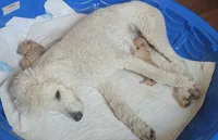 Male#1, a  Goldendoodle for sale in Battle Ground, WA – 2 of 2