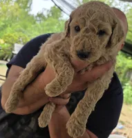 Light Purple collar, a female Goldendoodle and Miniature Goldendoodle for sale in Battle Ground, WA – 4 of 6