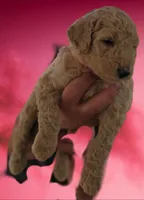 Dark pink collar girl, a female Goldendoodle and Miniature Goldendoodle for sale in Battle Ground, WA – 4 of 4
