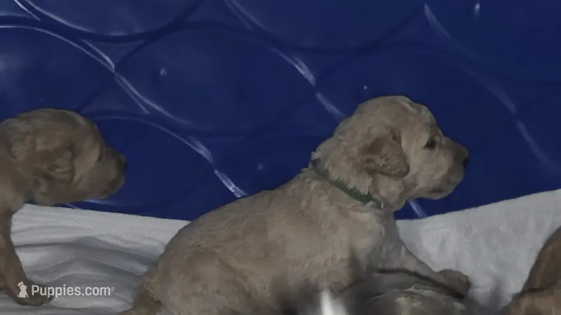 Green collar – Goldendoodle, Miniature Goldendoodle puppy for sale in Battle Ground, WA