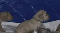 Green collar, a male Goldendoodle and Miniature Goldendoodle for sale in Battle Ground, WA – 1 of 2
