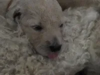 Light purple Collar, a female Goldendoodle and Miniature Goldendoodle for sale in Battle Ground, WA – 2 of 7