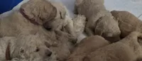 Orange collar, a male Goldendoodle and Miniature Goldendoodle for sale in Battle Ground, WA – 2 of 2