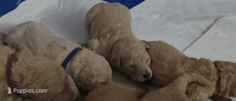 Grey – Goldendoodle, Miniature Goldendoodle puppy for sale in Battle Ground, WA