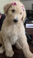 Light Purple collar, a female Goldendoodle and Miniature Goldendoodle for sale in Battle Ground, WA – 2 of 6