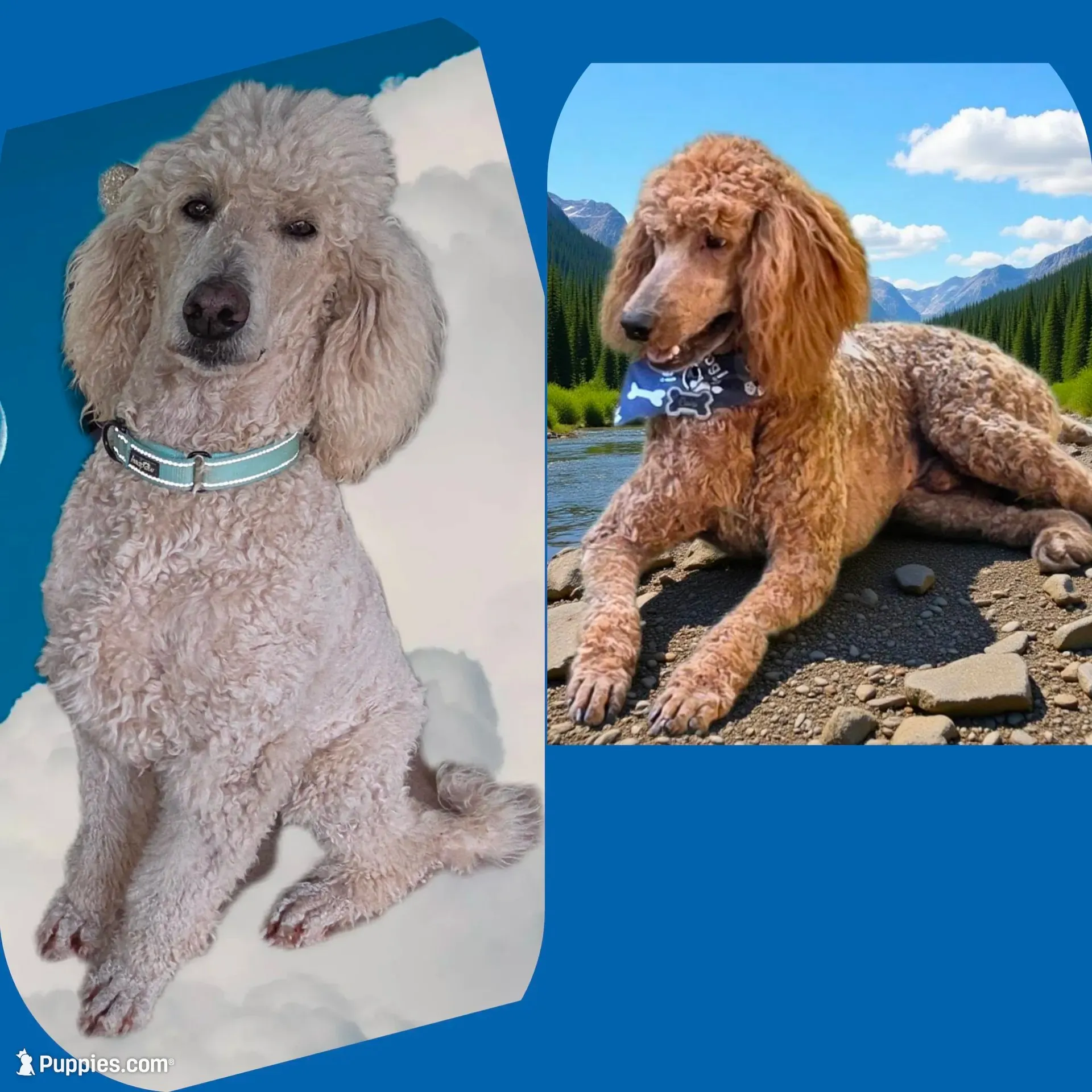 Pink-purple Collar, a female Goldendoodle and Miniature Goldendoodle for sale in Battle Ground, WA – 4 of 7