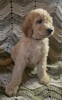 Yellow collar, a male Goldendoodle and Miniature Goldendoodle for sale in Battle Ground, WA – 4 of 5