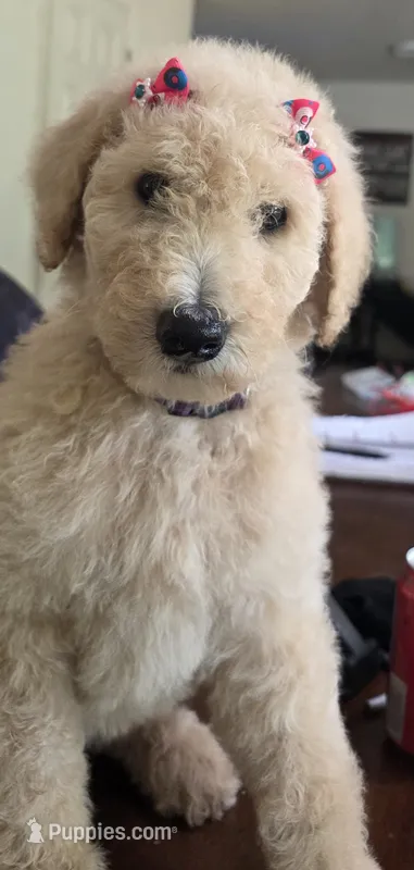 Light Purple collar – Goldendoodle, Miniature Goldendoodle puppy for sale in Battle Ground, WA